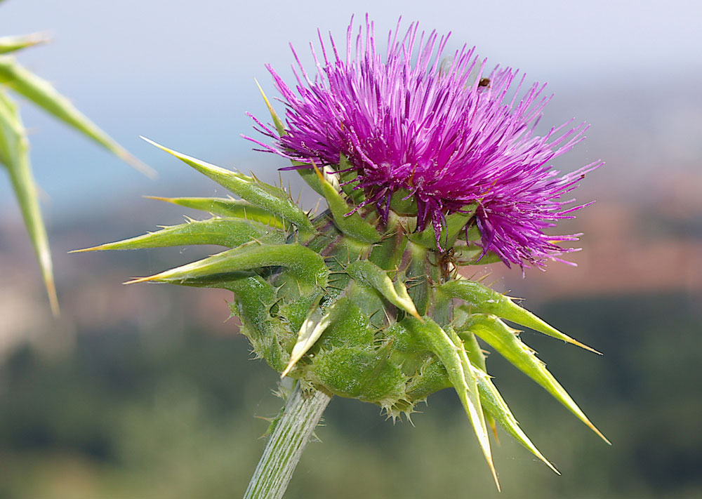 Silybum marianum